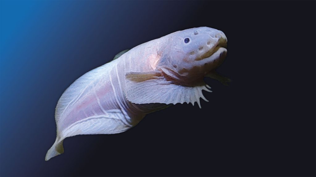 Hadal Snailfish
