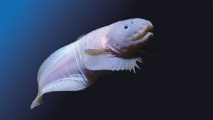Hadal Snailfish