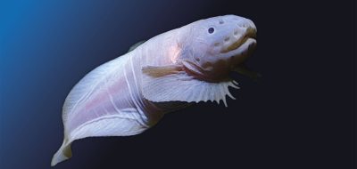 Hadal Snailfish