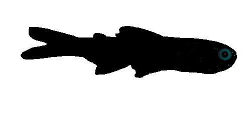 Lantern-fish_1