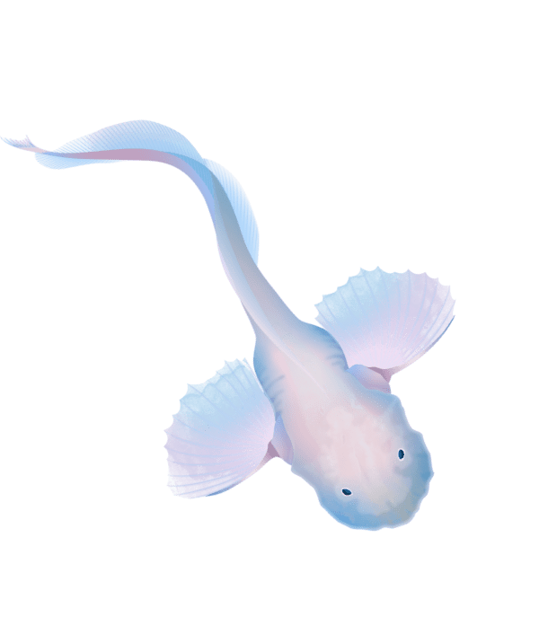 Mariana snailfish