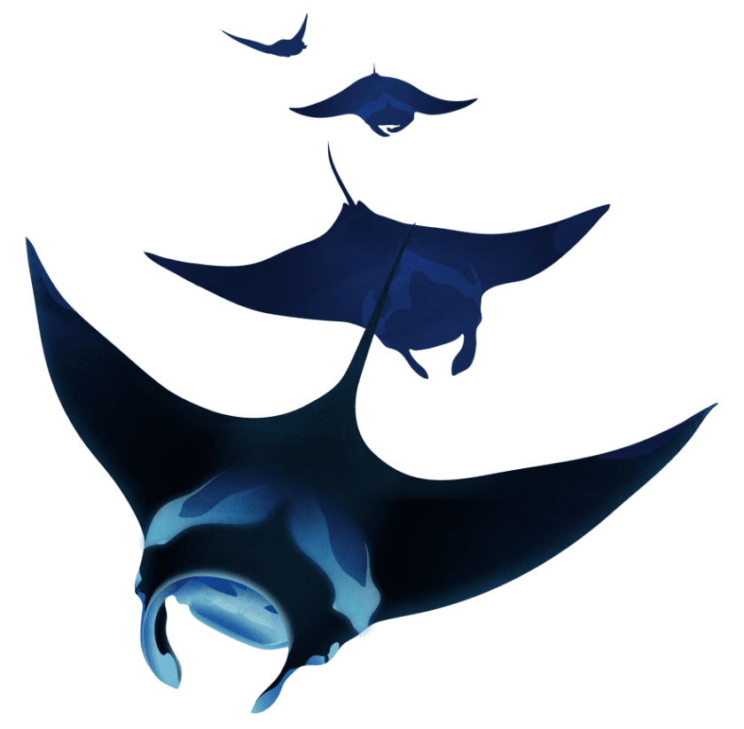 Oceanic manta ray update