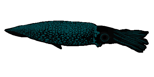 Pulsing-Squid