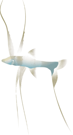 Tripod fish