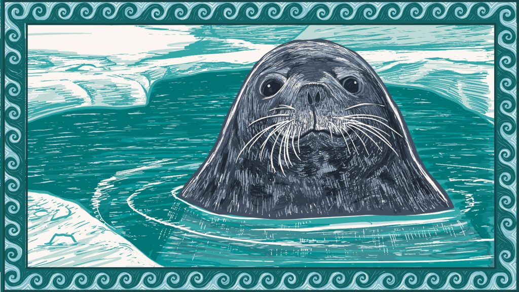 illustration of weddell seal mother in the water