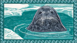 illustration of weddell seal mother in the water