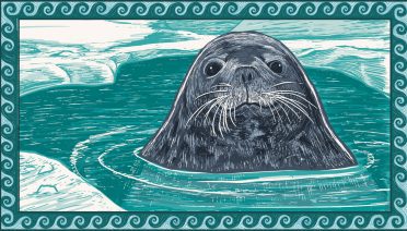 illustration of weddell seal mother in the water