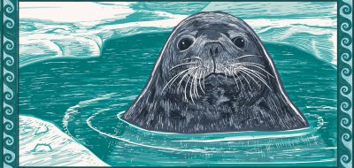 illustration of weddell seal mother in the water