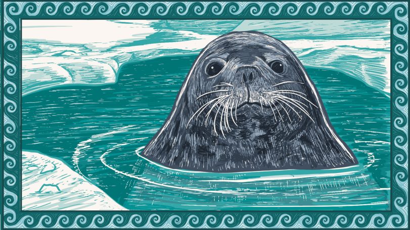 illustration of weddell seal mother in the water