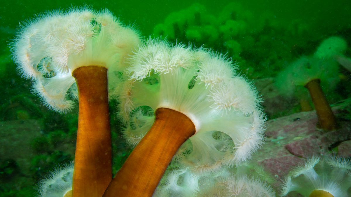 anemone