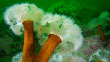 anemone