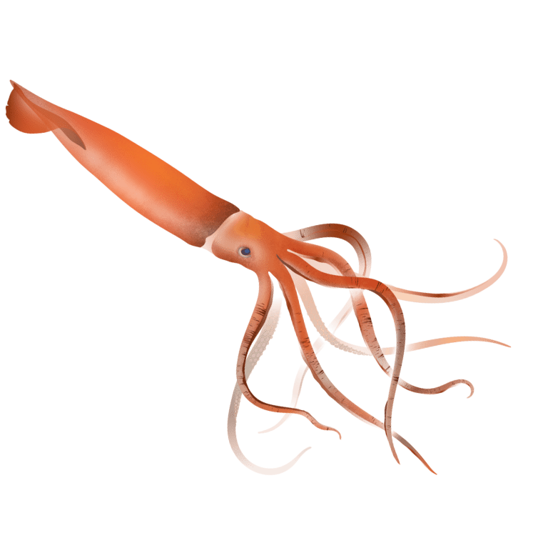 giant squid