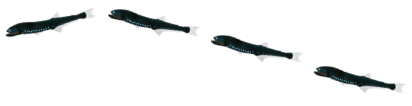 Three bristlemouth fish with dark bodies and light tails swim in formation.