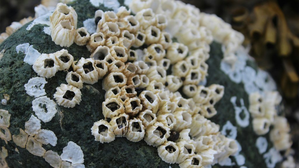 barnacles