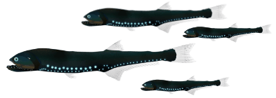 Four bioluminescent bristlemouth fish with glowing spots and elongated bodies.