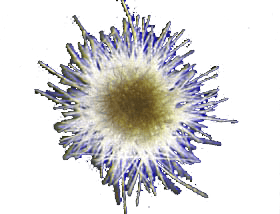 plankton_feature_n1_213533