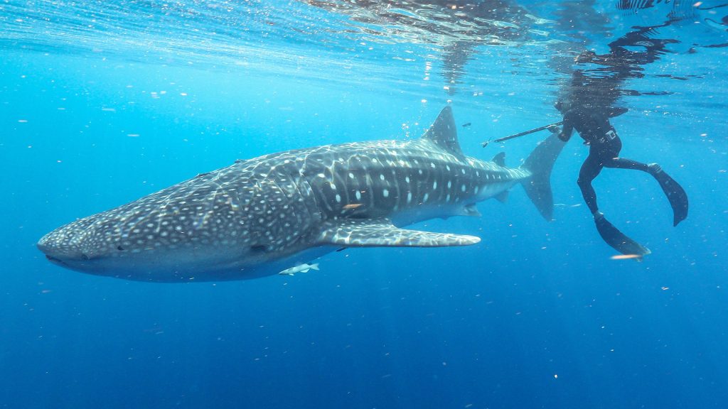 whale shark and diver