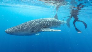 whale shark and diver