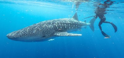 whale shark and diver