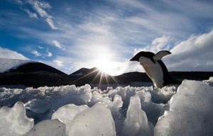 penguin