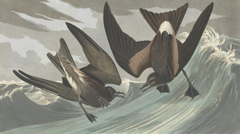 petrels