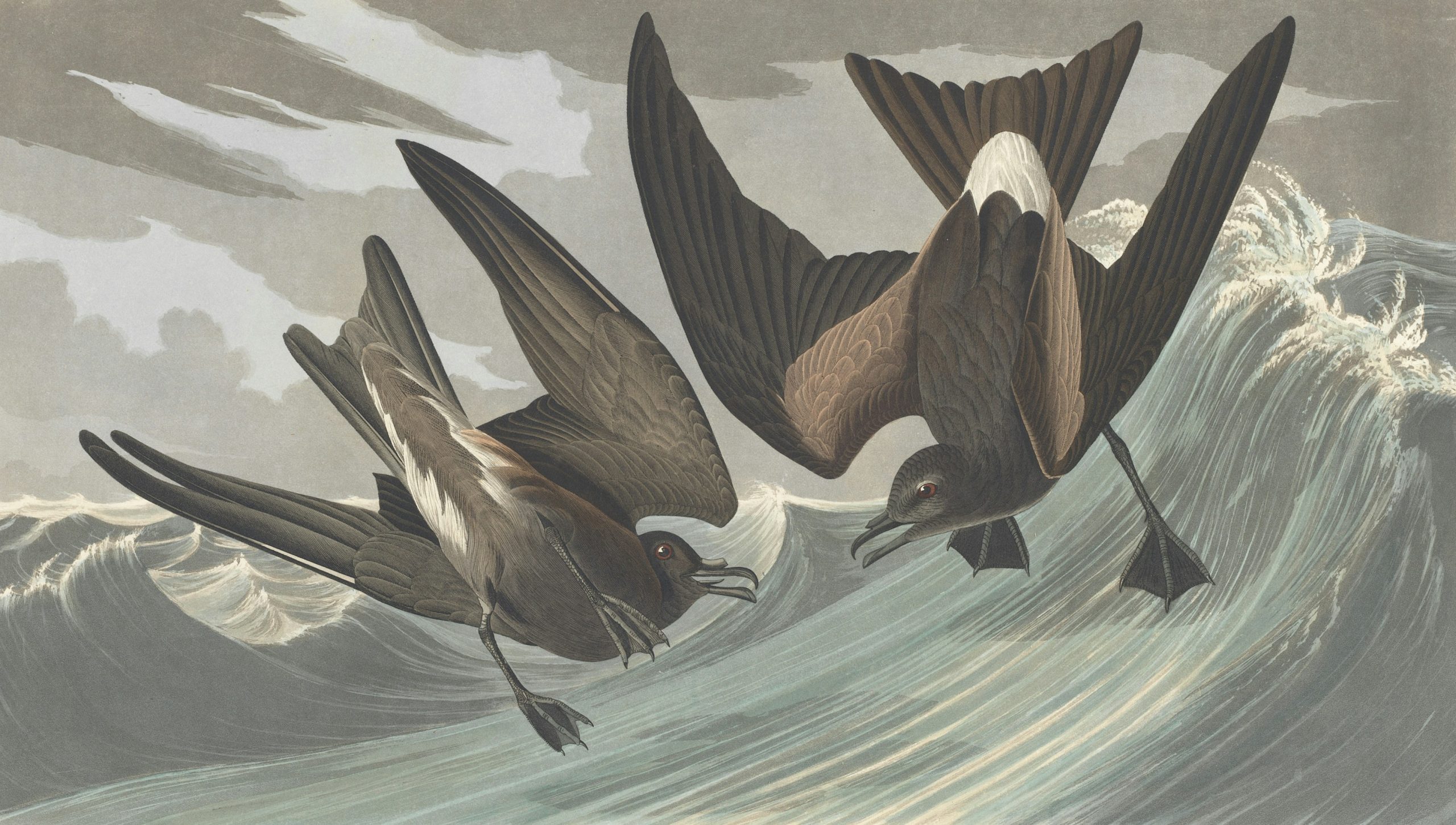 petrels