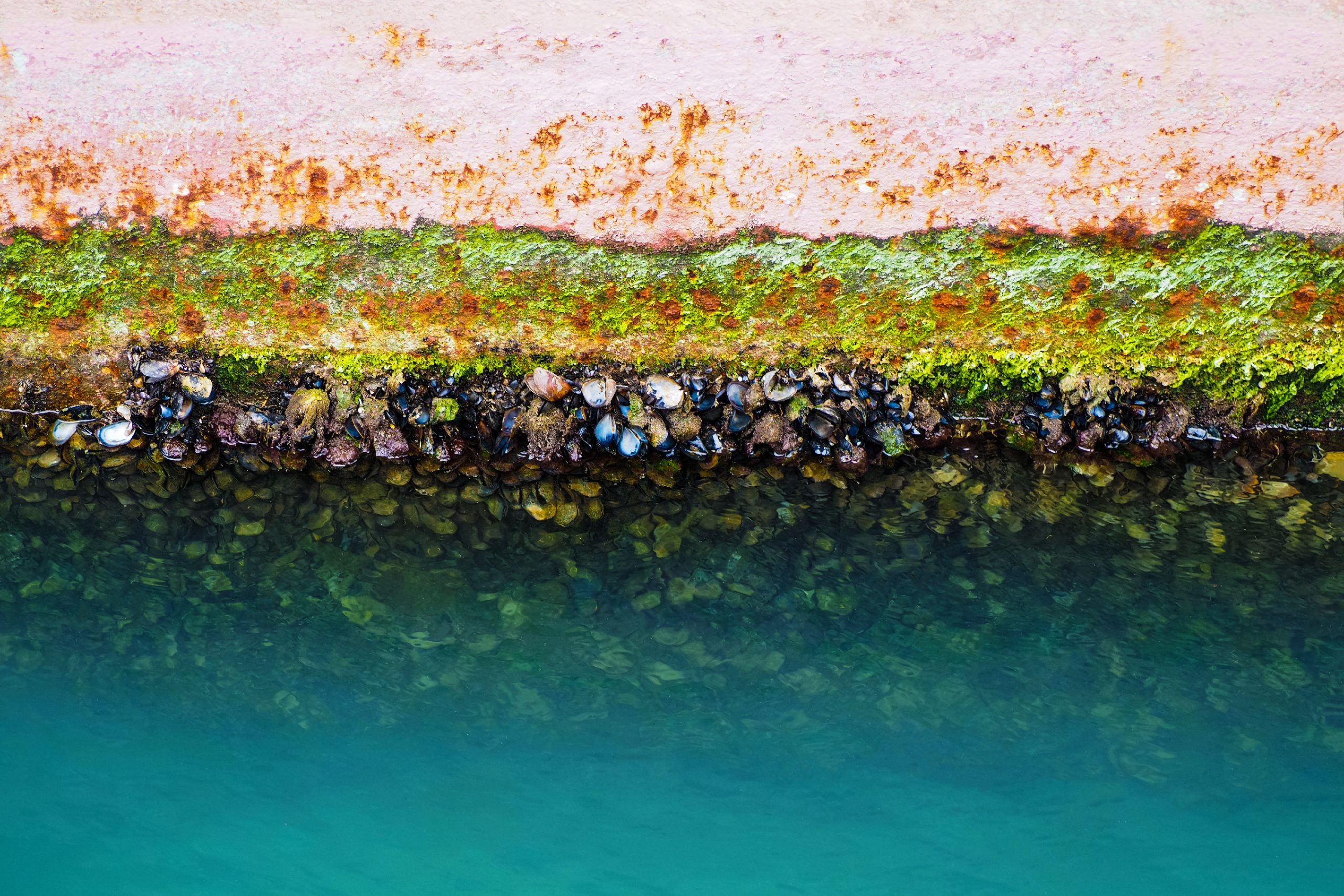 Green algae and mussels encrusting a painted hull along the waterline