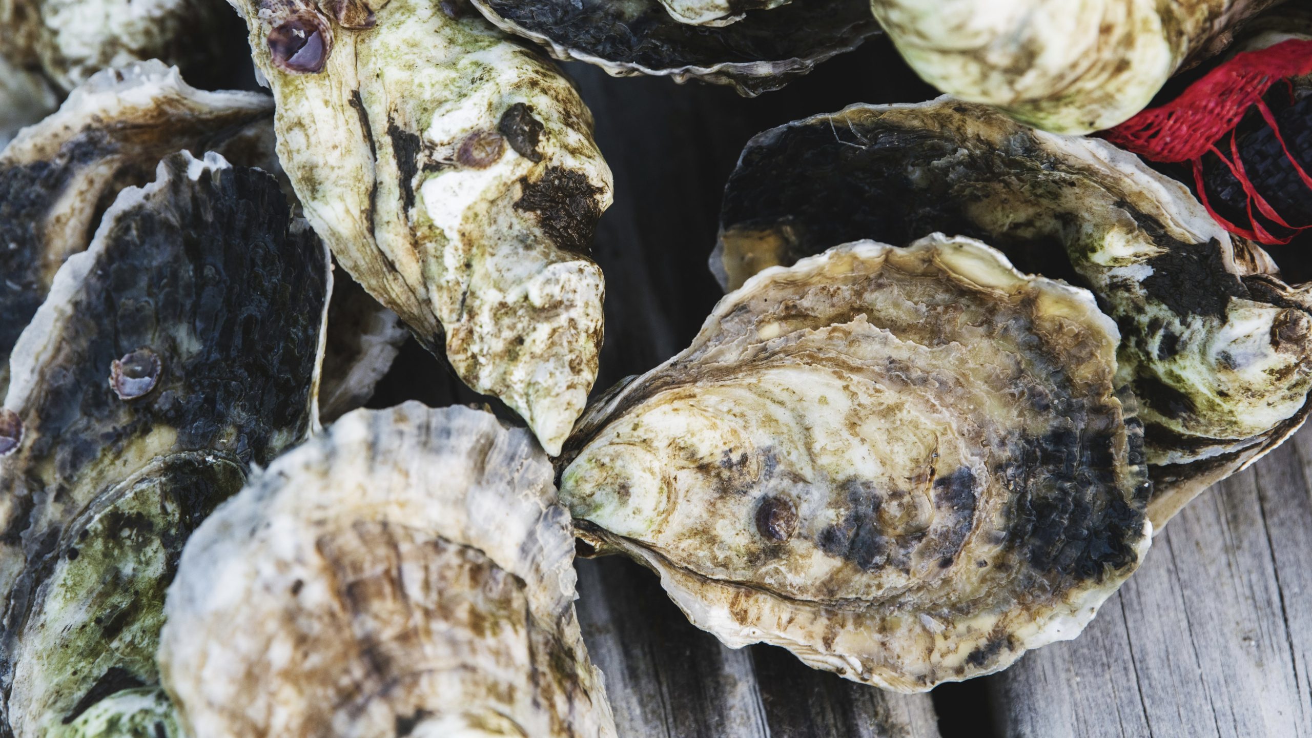 Eastern oysters