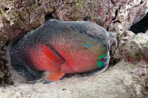 A parrotfish (Scarus sp.) sleeps surrounded by a protective mucous cocoon in a reef of the Baa Atoll, Maldives.