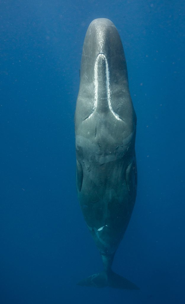 sperm whale sleeping