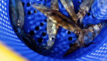 Long-fin squid