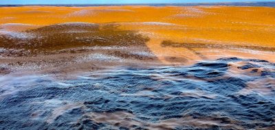 A large sargassum mat in the western Atlantic.