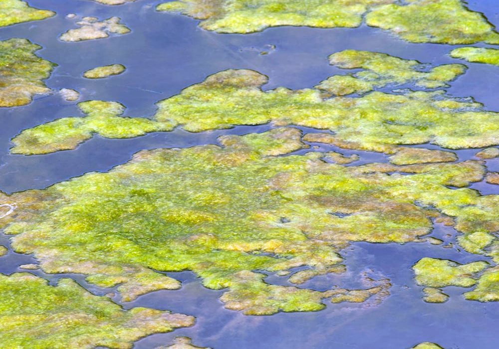 Algal bloom in West Falmouth Harbor, Massachusetts. Photo by Tom Kleindinst @Woods Hole Oceanographic Institution