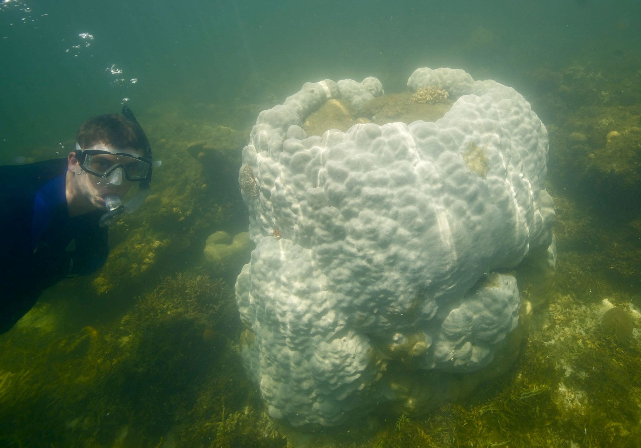 MIT-WHOI Joint Program student  Tom DeCarlo inspecting a bleached coral in the South China Sea.  (Photo by Pat Lohmann, © Woods Hole Oceanographic Institution)