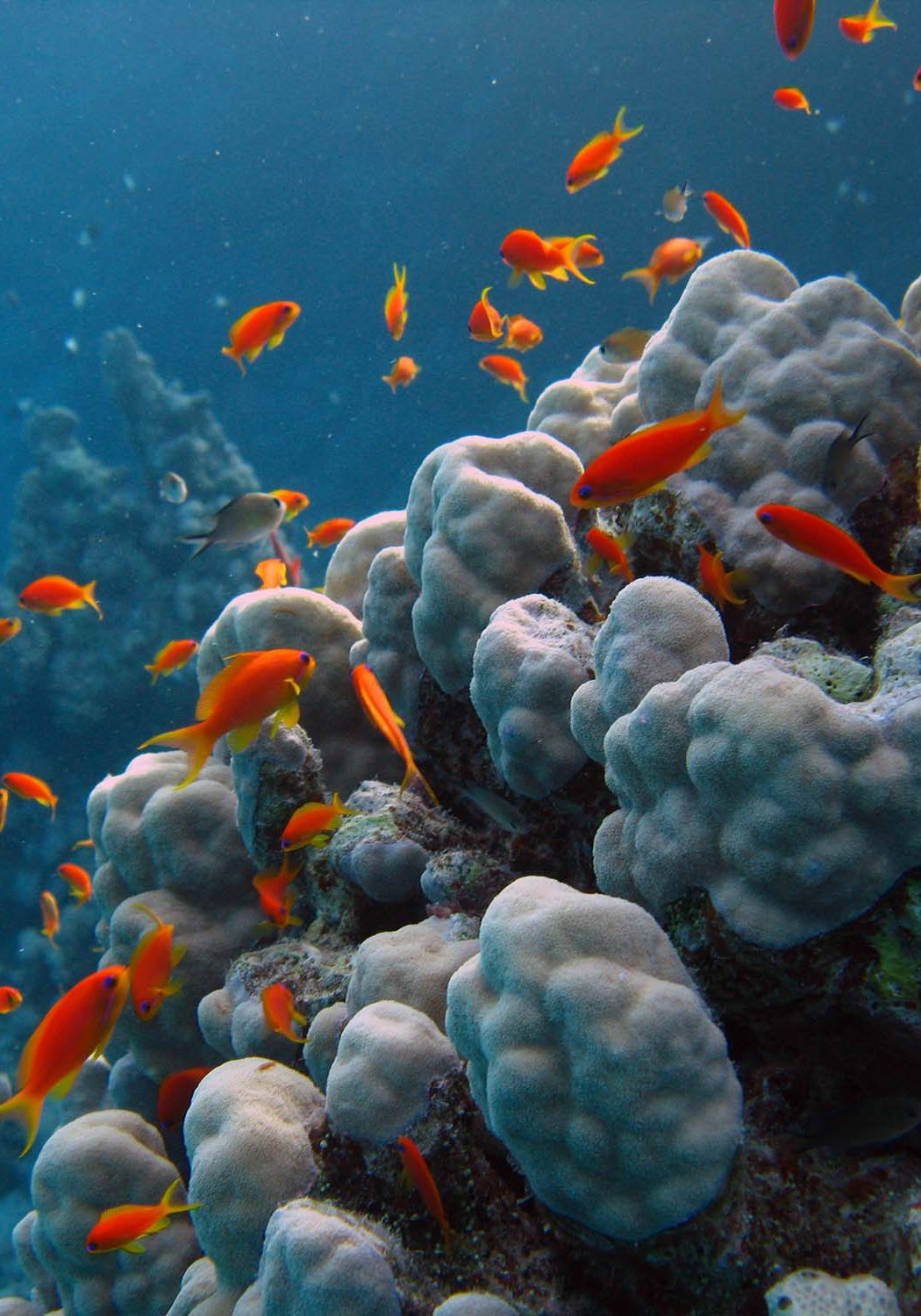 CoralReefFishRedSea-Kneeland