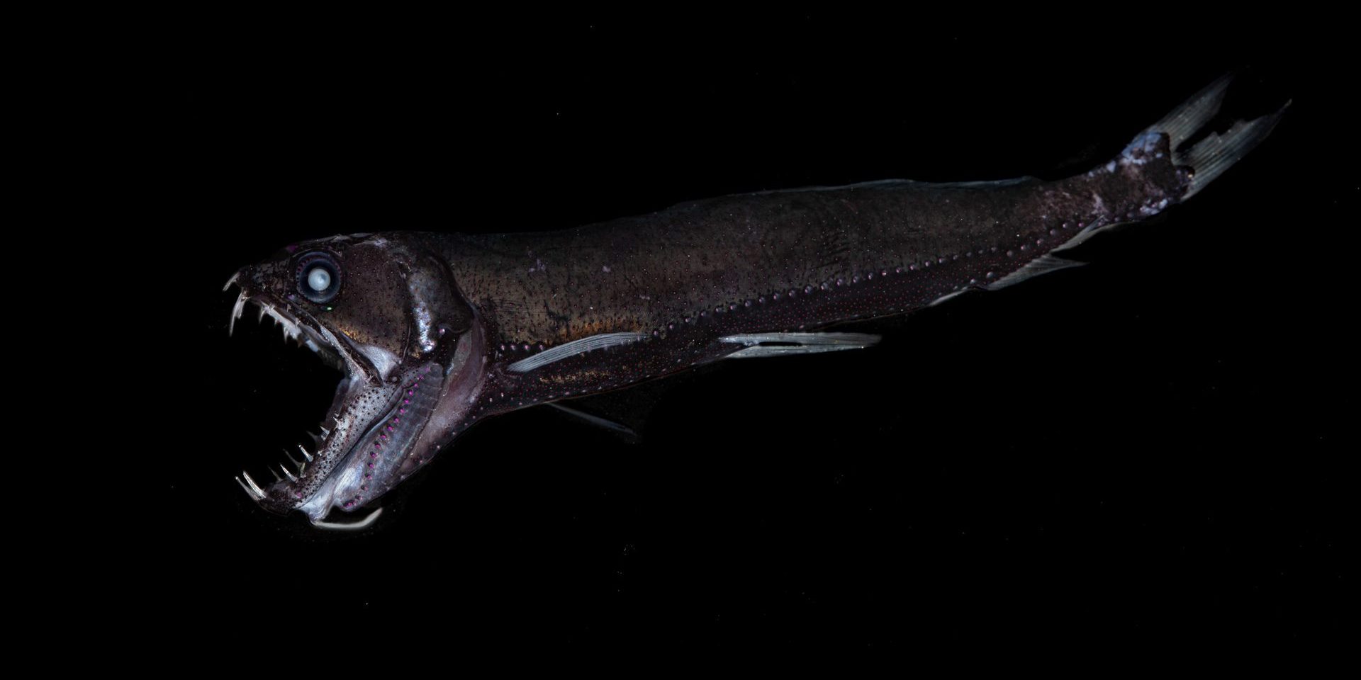 Dragonfish.jpg