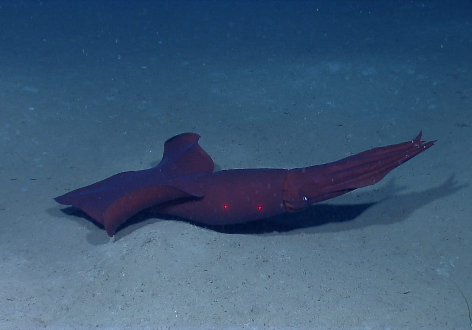 Many deep-sea animals are red. The only light found in the depths of the ocean is blue.