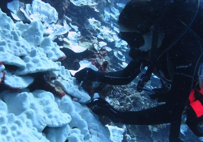 Graduate student Hanny Rivera takes a tissue sample from a bleached coral. When ocean waters warm, corals lose their colorful endosymbiotic algae, and their white skeletons become visible beneath their transparent tissue. (Photo by Tom DeCarlo, © Woods Hole Oceanographic Institution))