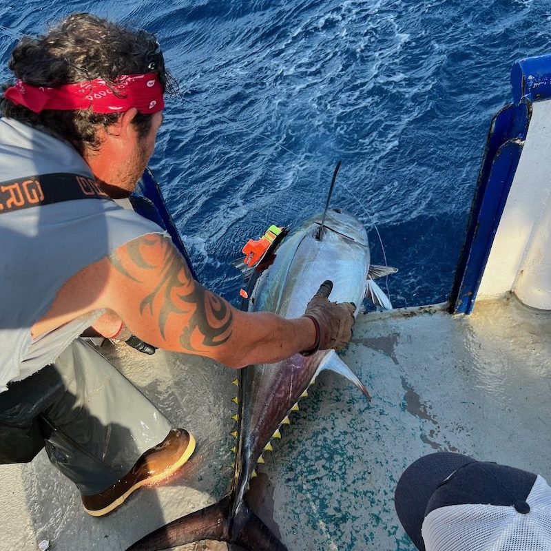 F/V Monica crew member McLean Vuilleumier releases a tuna back into the water, outfitted with a custom biologger tag that will record the animal’s location and oceanographic data for 24 hours. (Photo by Camrin Braun, © Woods Hole Oceanographic Institution)