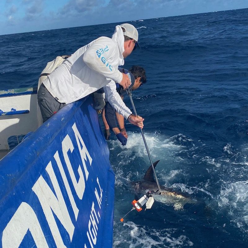 Braun and F/V Monica Captain Danny Mears place a biologger on a swordfish that records location information and high-resolution behavior like body orientation and tail beats. (Photo by Martini Arostegui, © Woods Hole Oceanographic Institution)