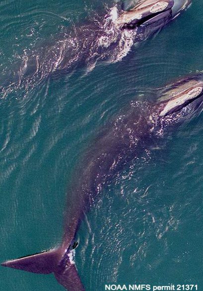 right whale