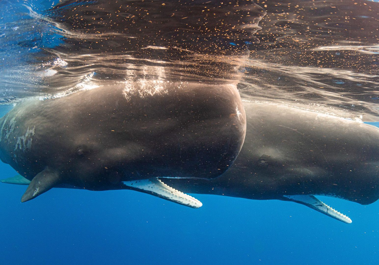 whale