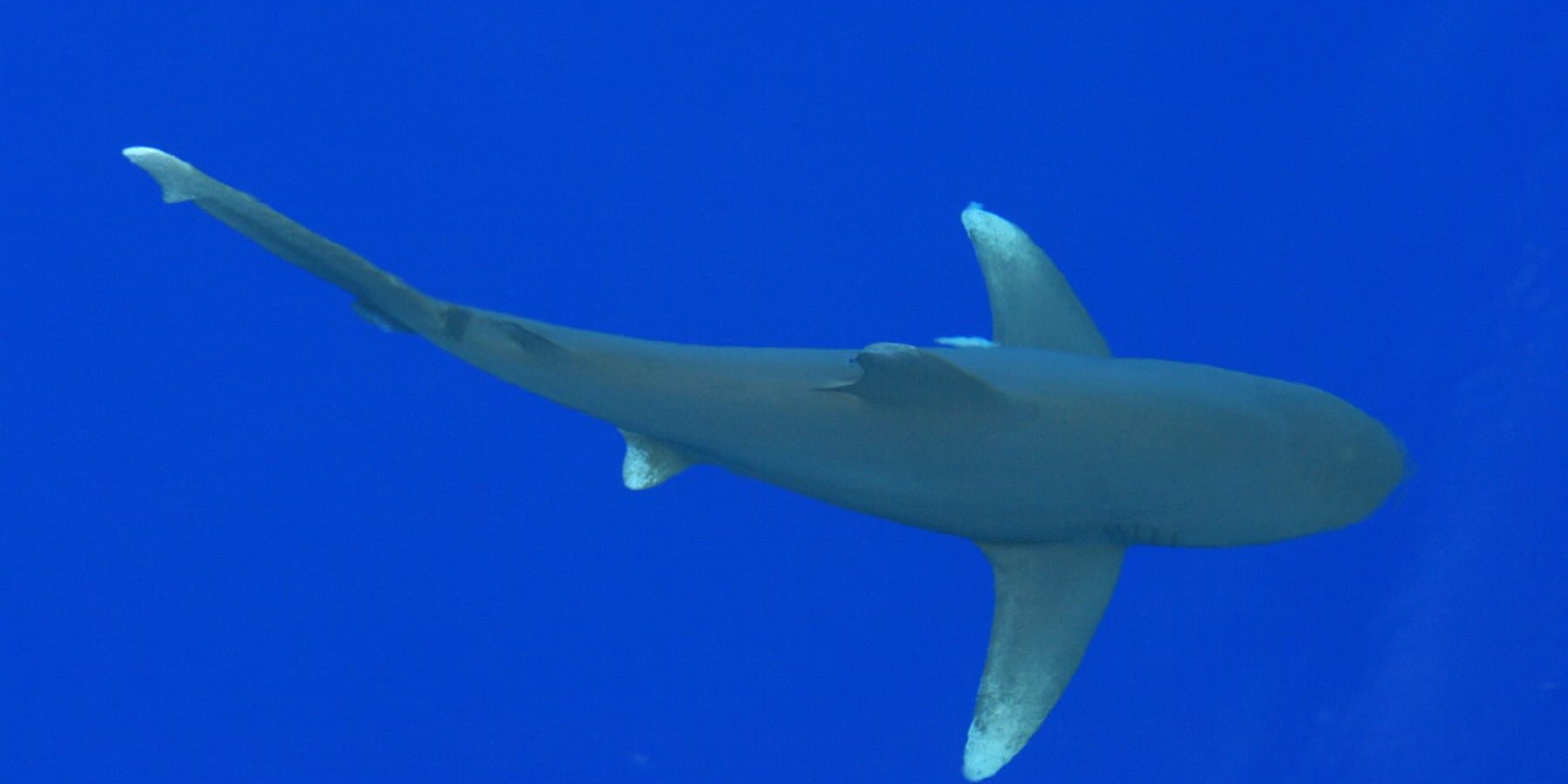 white-tipped shark