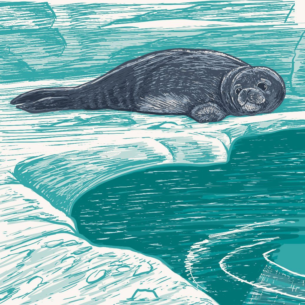 weddell seal on ice illustration