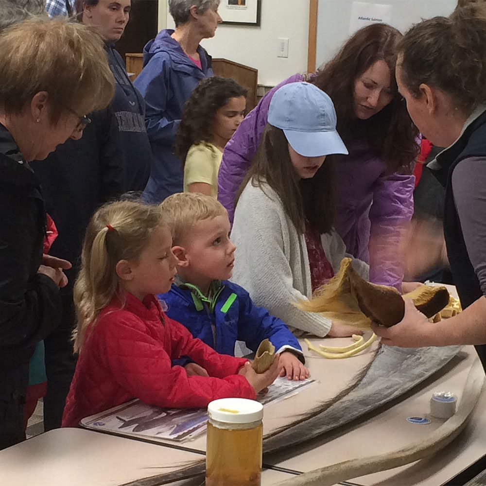 crowd looking at a baleen whale
