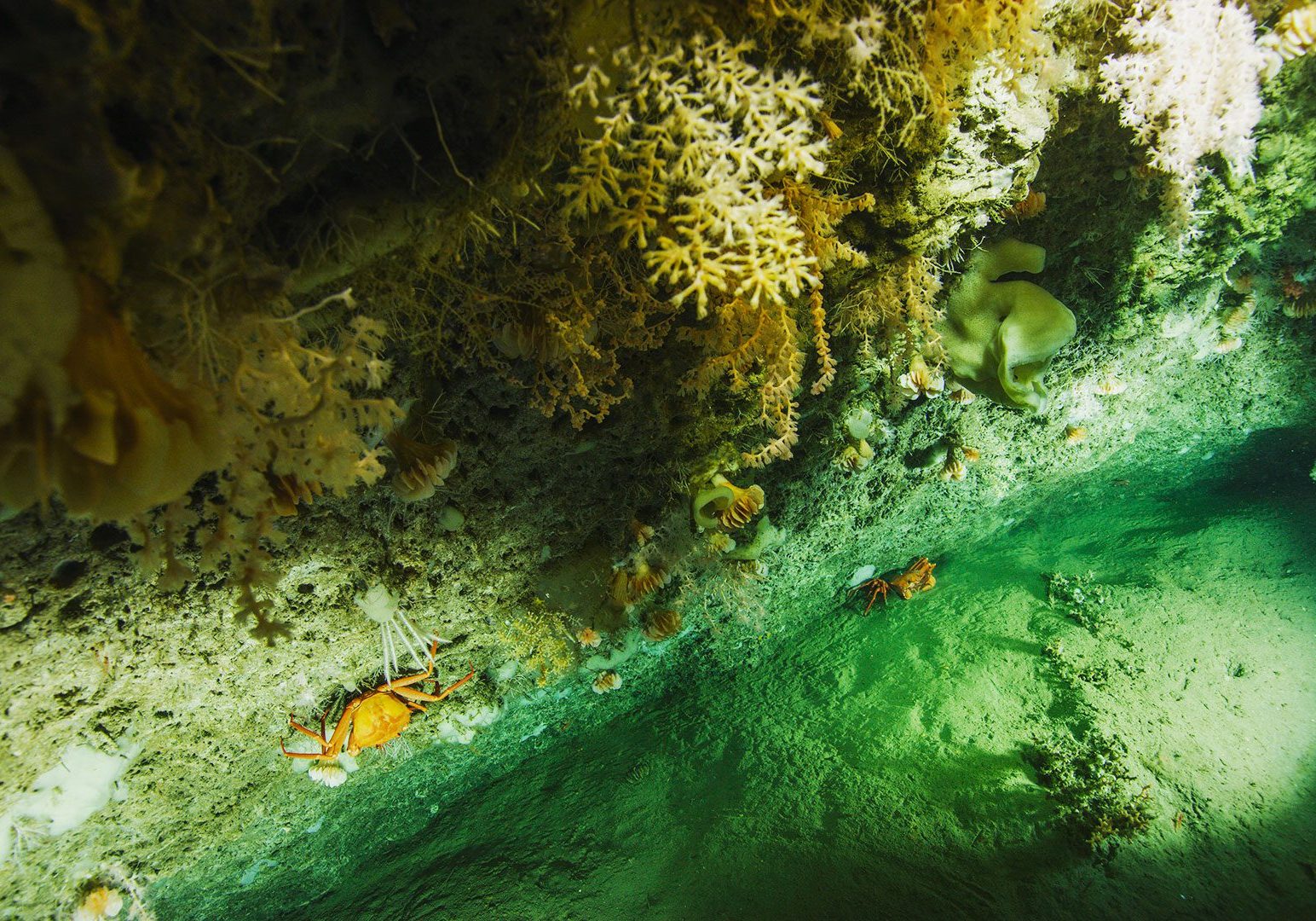 Deep-sea corals