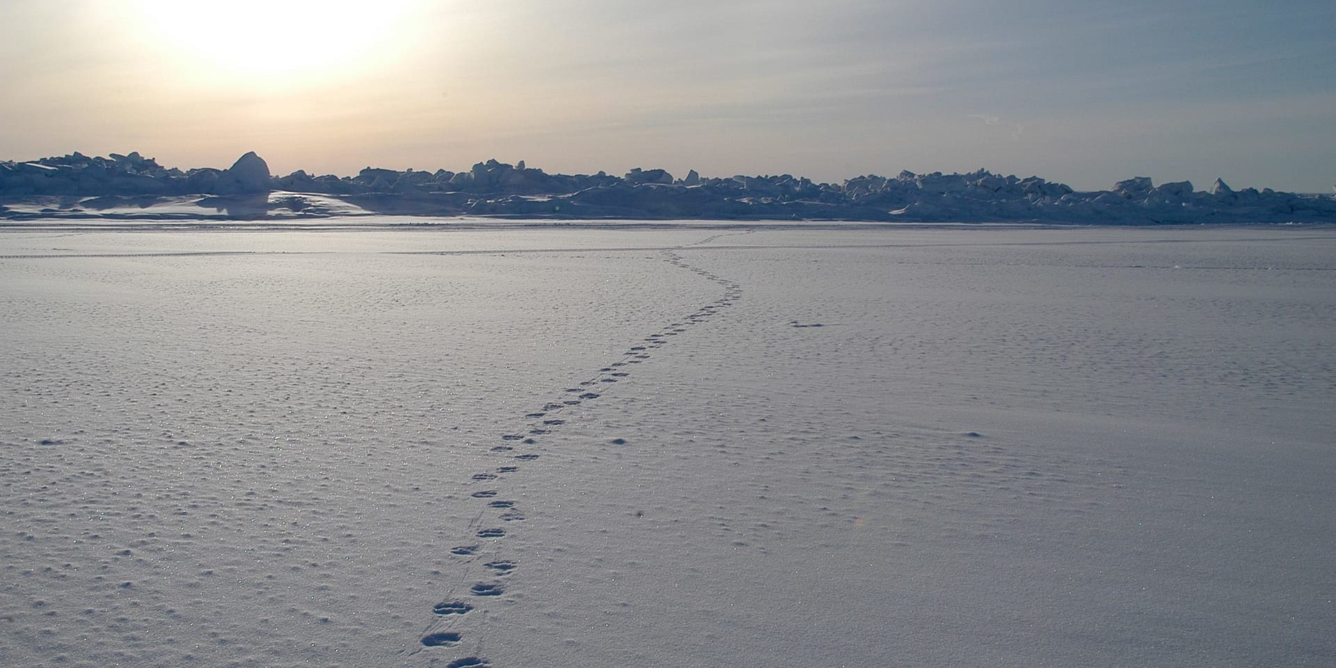 Polar bear tracks lead away from a research encampment, where scientists test out an Arctic-adapted AUV REMUS, called "Icebot."
(Photo by Amy Kukulya, © Woods Hole Oceanographic Institution)