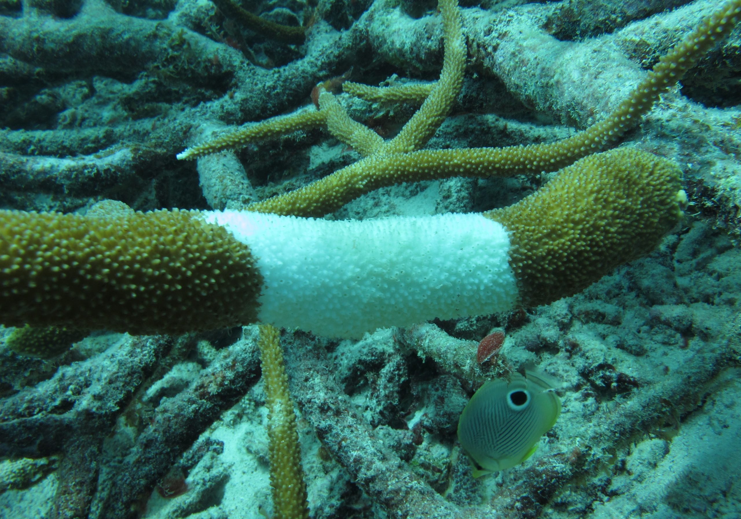 Coral bleaching