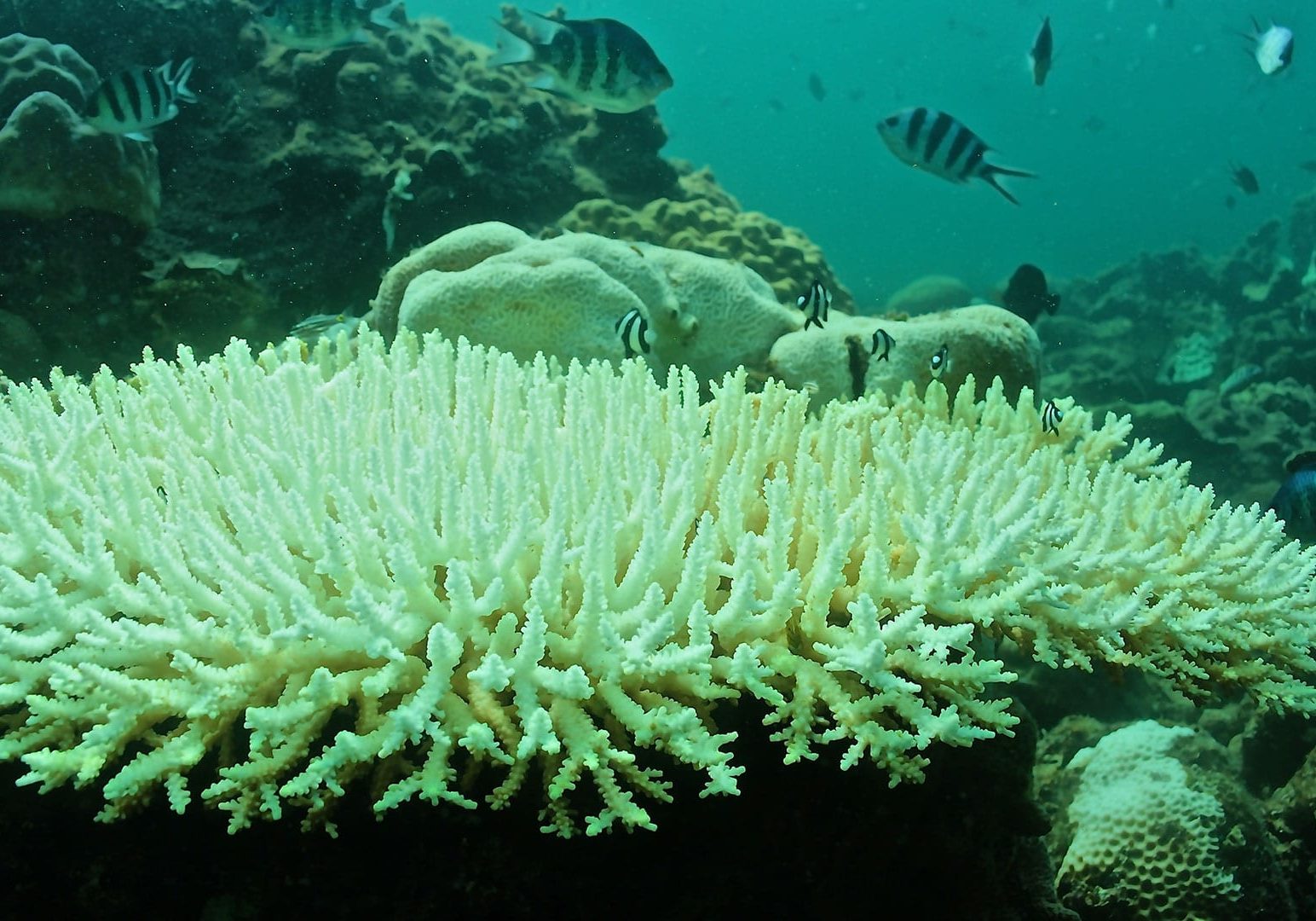 Bleached Acropora colony photographed in July 2015. A new study finds that a 2°C rise in the sea surface temperature of the South China Sea in June 2015 was amplified to produce a 6°C rise on the Dongsha Atoll, killing approximately 40 percent of the resident coral community.
(Photo by Tom DeCarlo,
© Woods Hole Oceanographic Institution)
