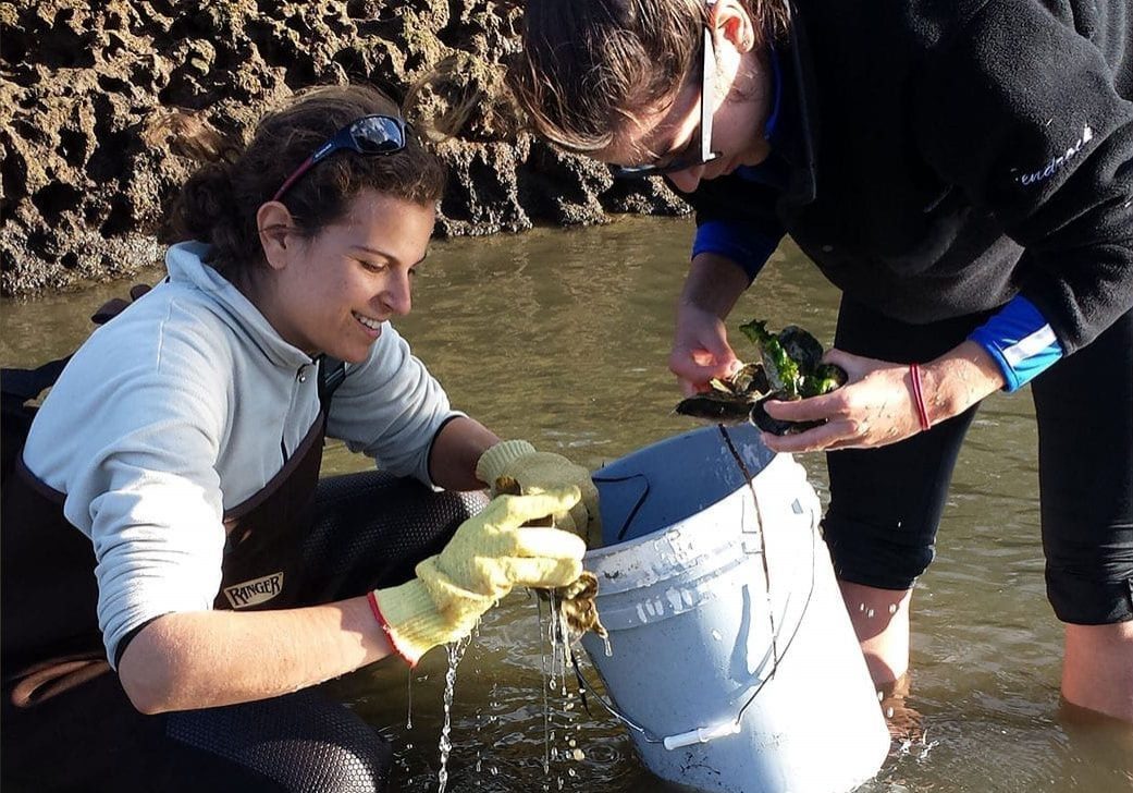 Measuring Oysters